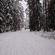 Veel sneeuw in de bomen, heel mooi!